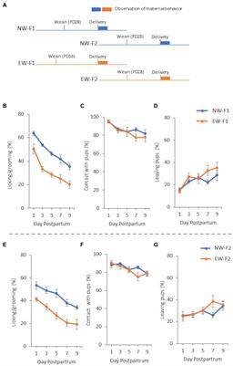 Intergenerational transmission of maternal behavioral traits in mice: involvement of the gut microbiota